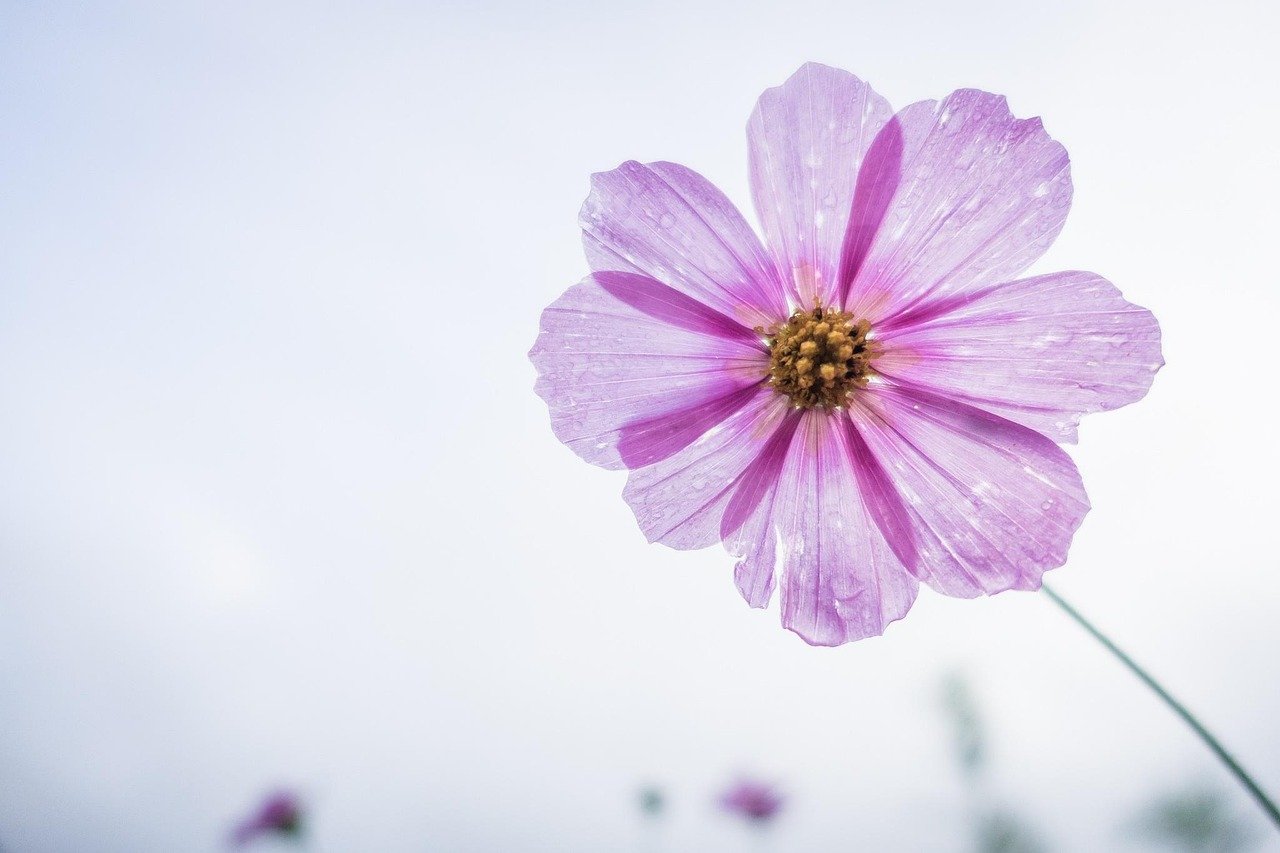 cosmos flower, purple, flower wallpaper, flower, beautiful flowers, petals, bloom, blossom, flora, nature, flower background, plant, single flower, flowering plant, close up